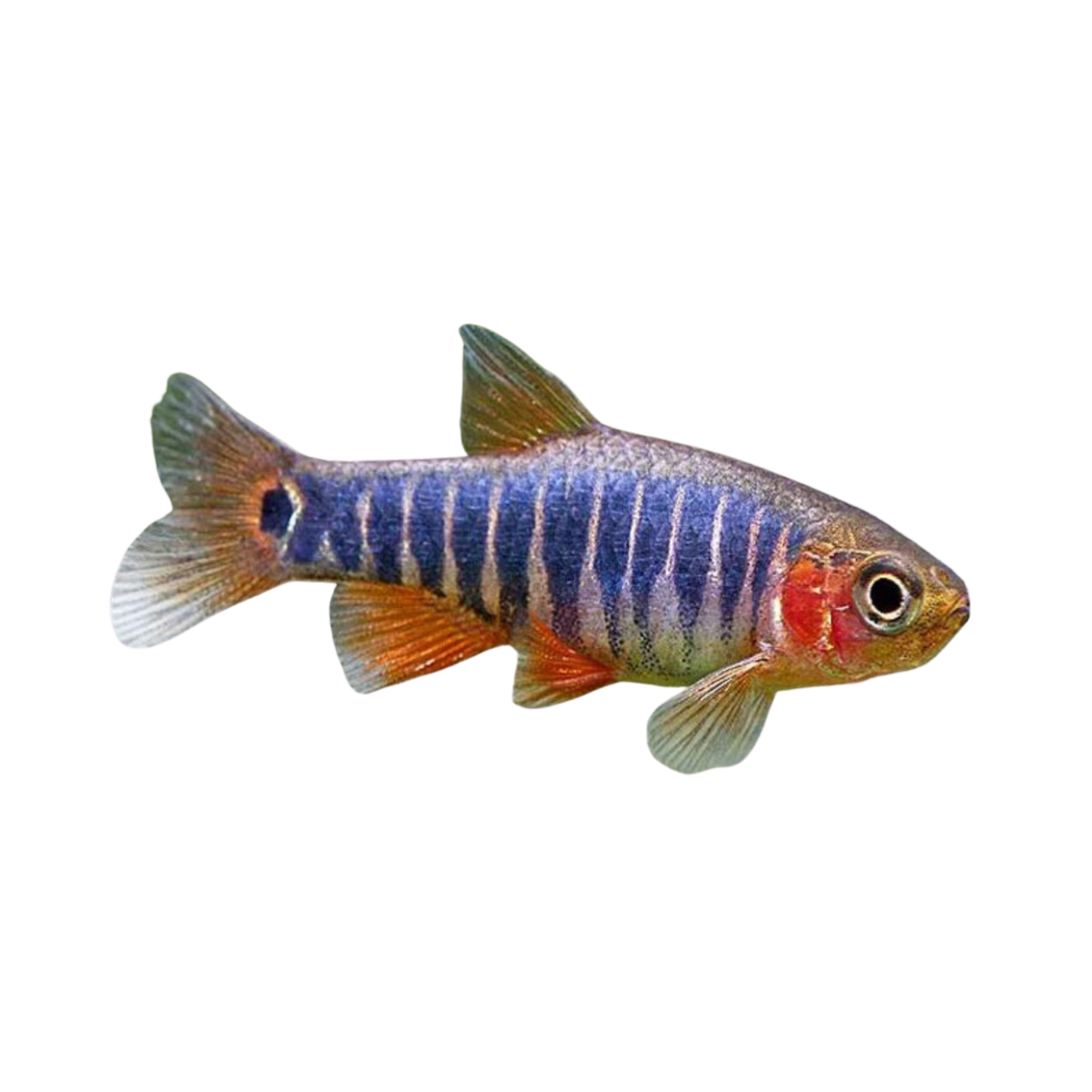 Dwarf Rasboa Emerald Dwarf Rasboras – Aura Aquarium