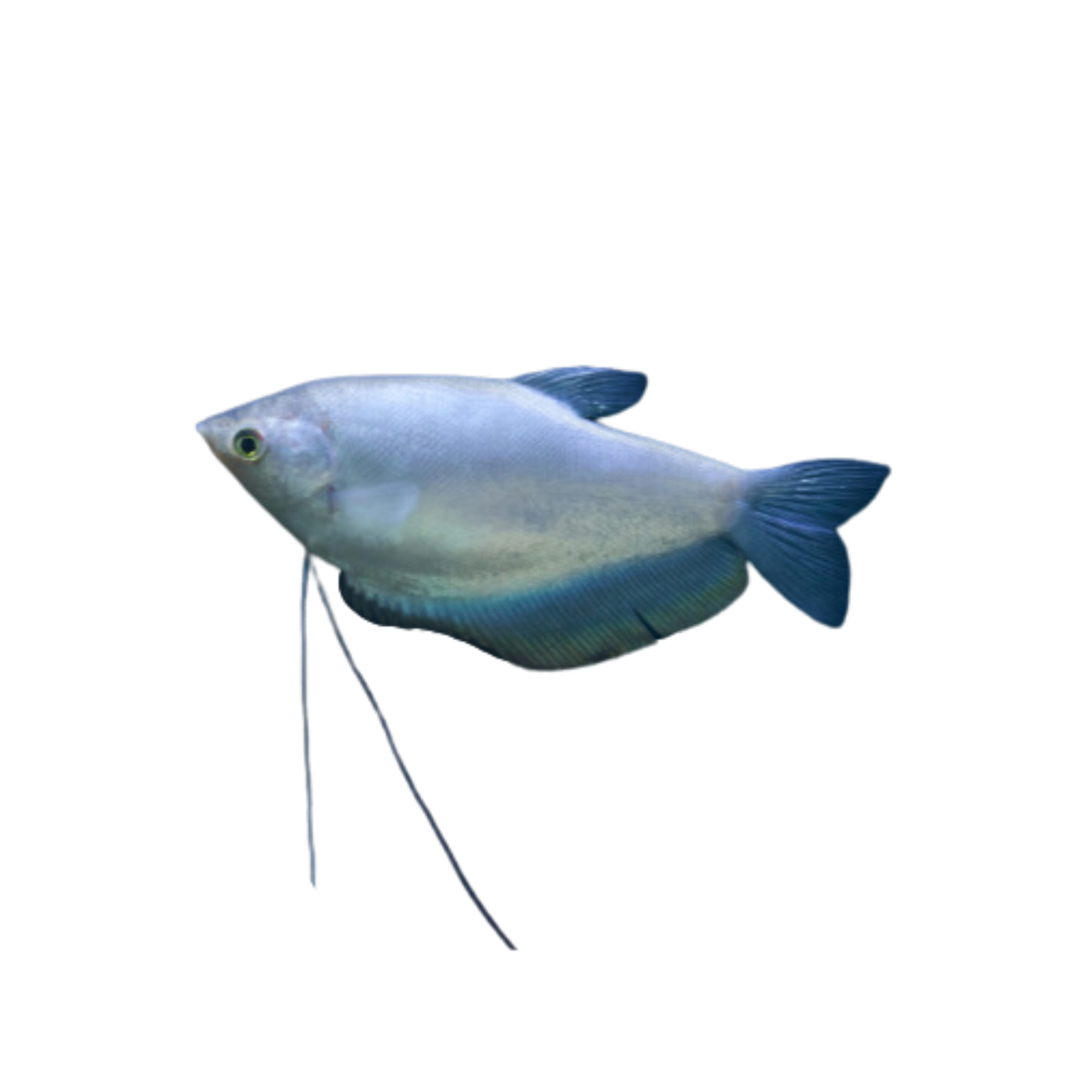 Moonlight Gourami