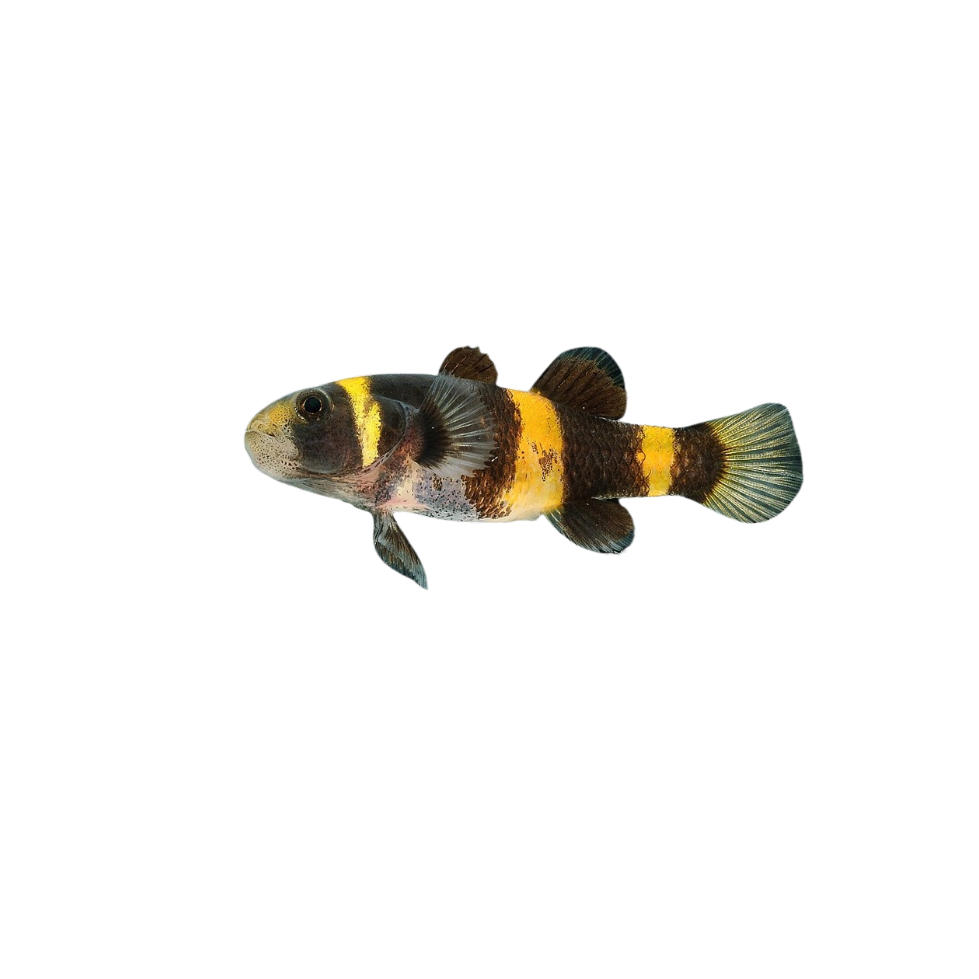 Bumblebee Goby