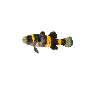 Bumblebee Goby