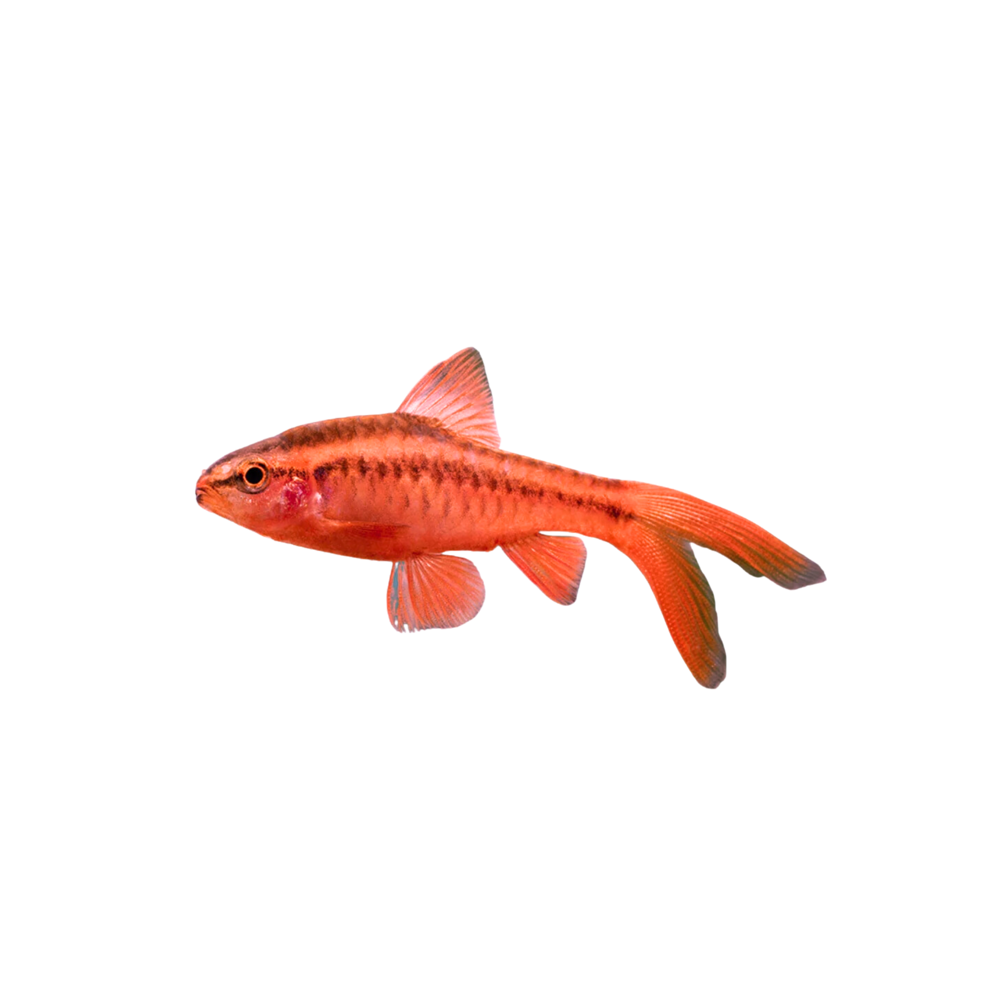 Longfin Cherry Barb