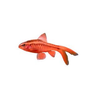 Longfin Cherry Barb