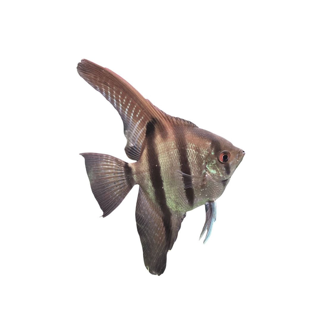 Amapa Angelfish