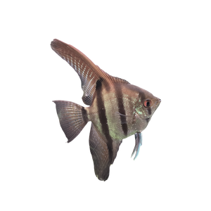 Amapa Angelfish