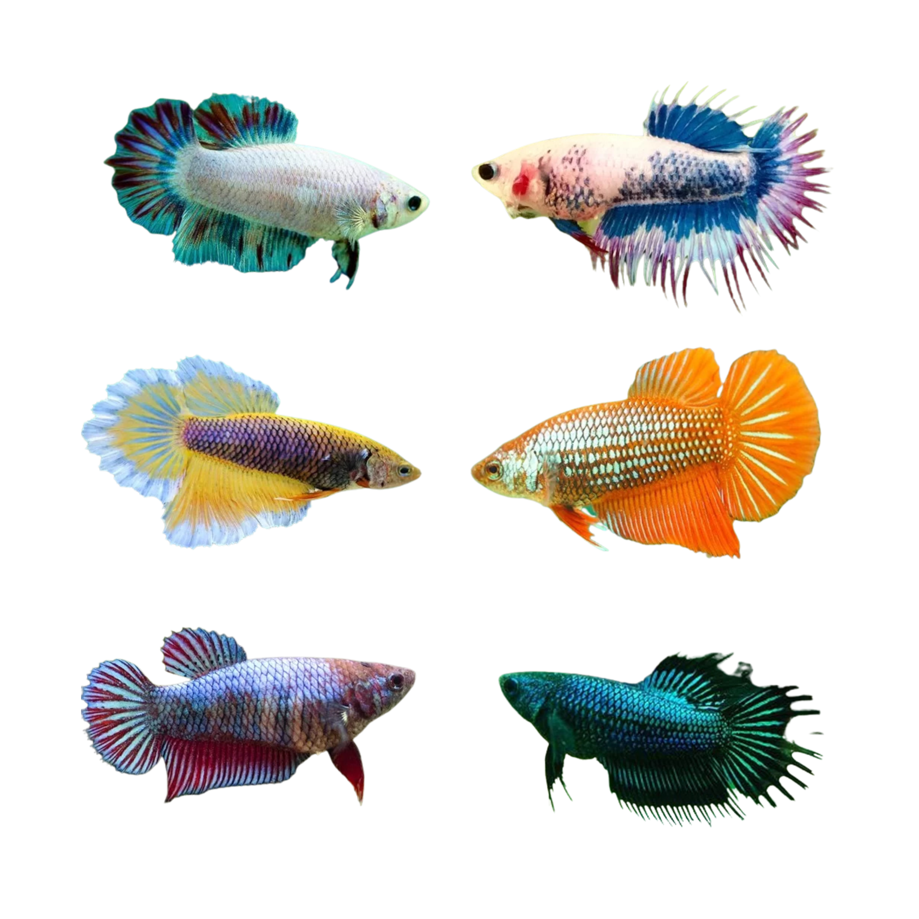 Assorted Female Betta