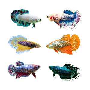 Assorted Female Betta