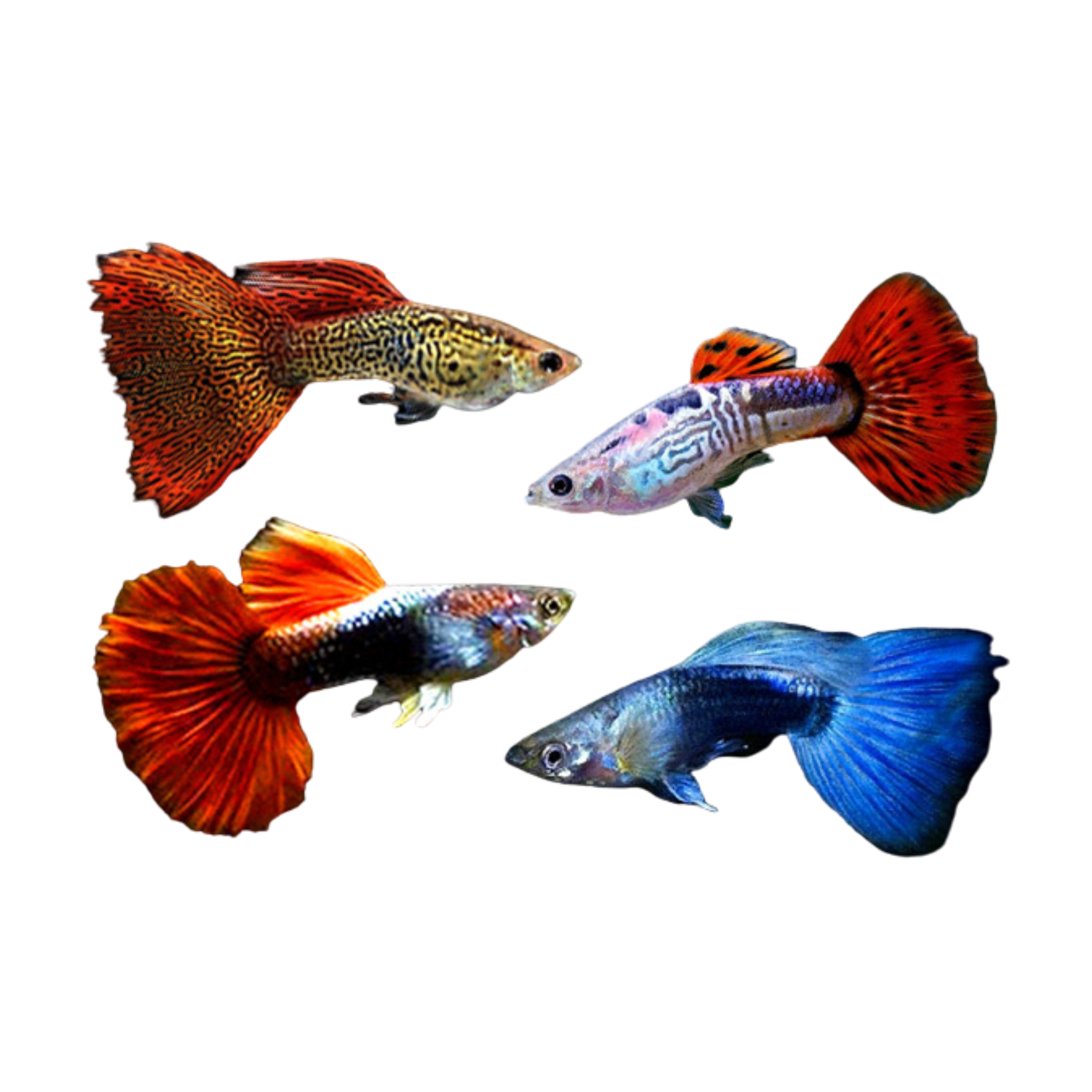 Assorted Guppy