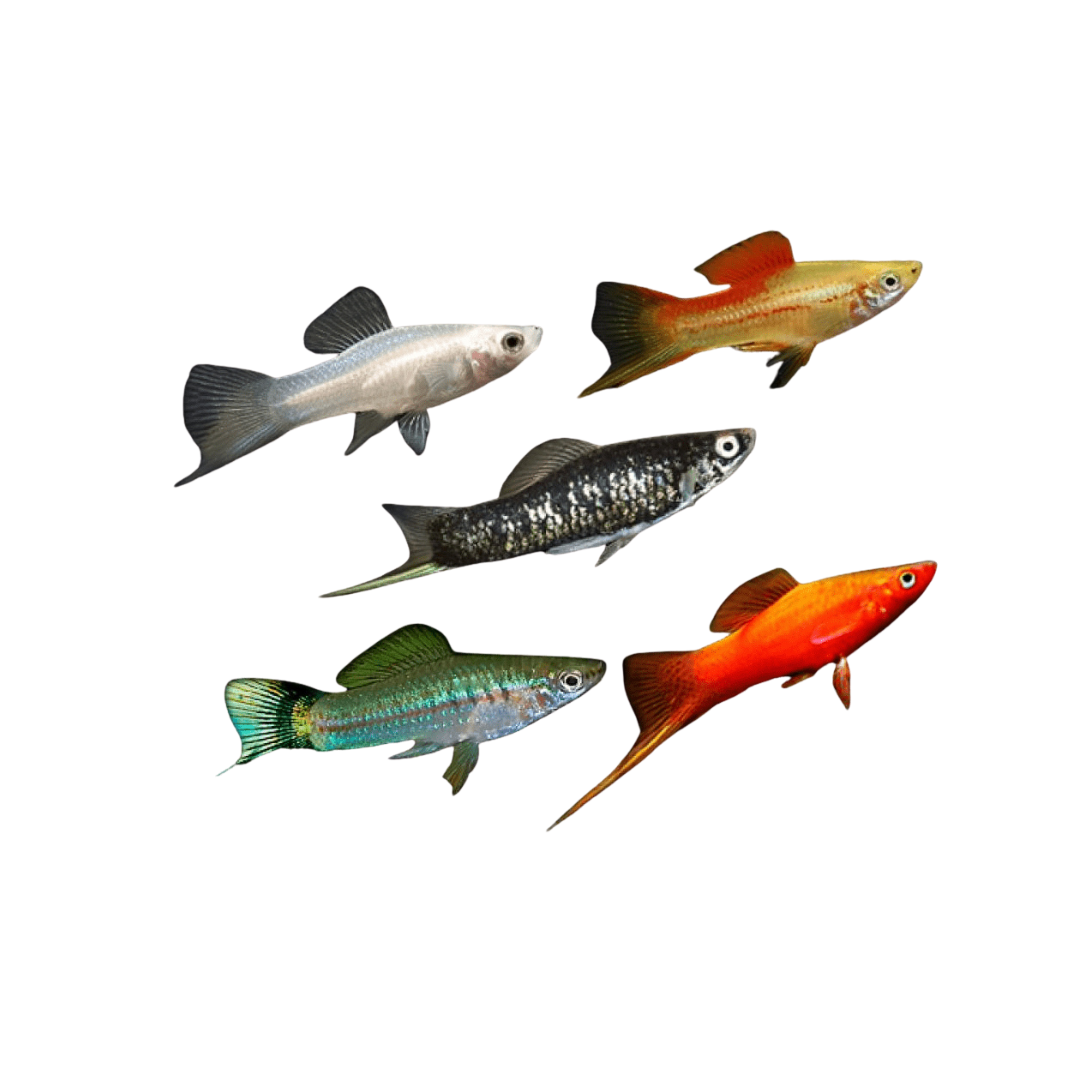 Assorted Swordtail