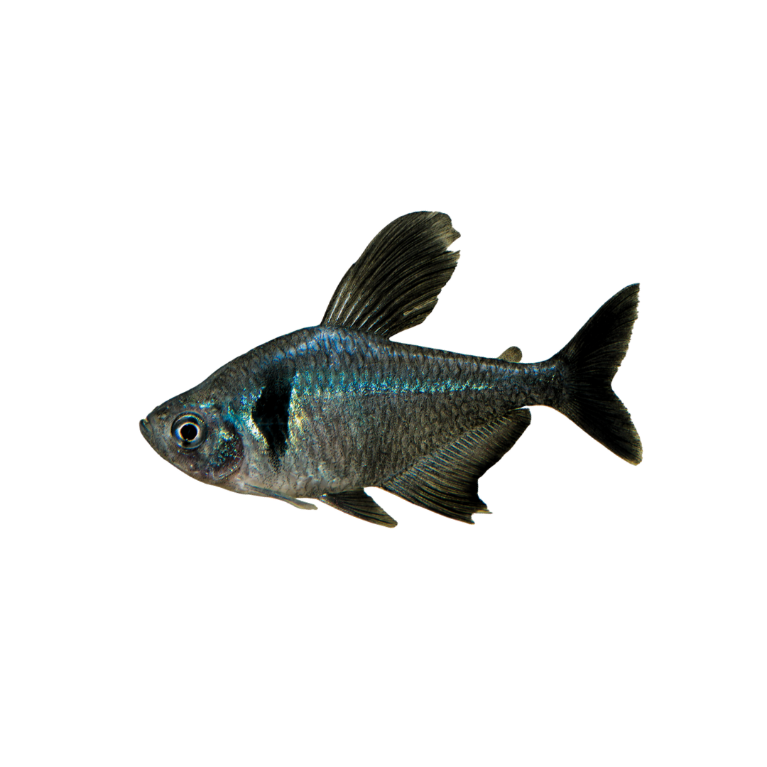 Black Phantom Tetra