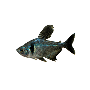 Black Phantom Tetra