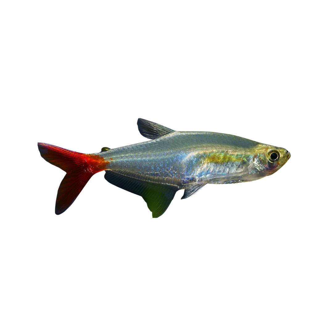 Bloodfin Tetra