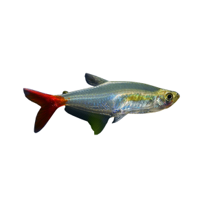 Bloodfin Tetra