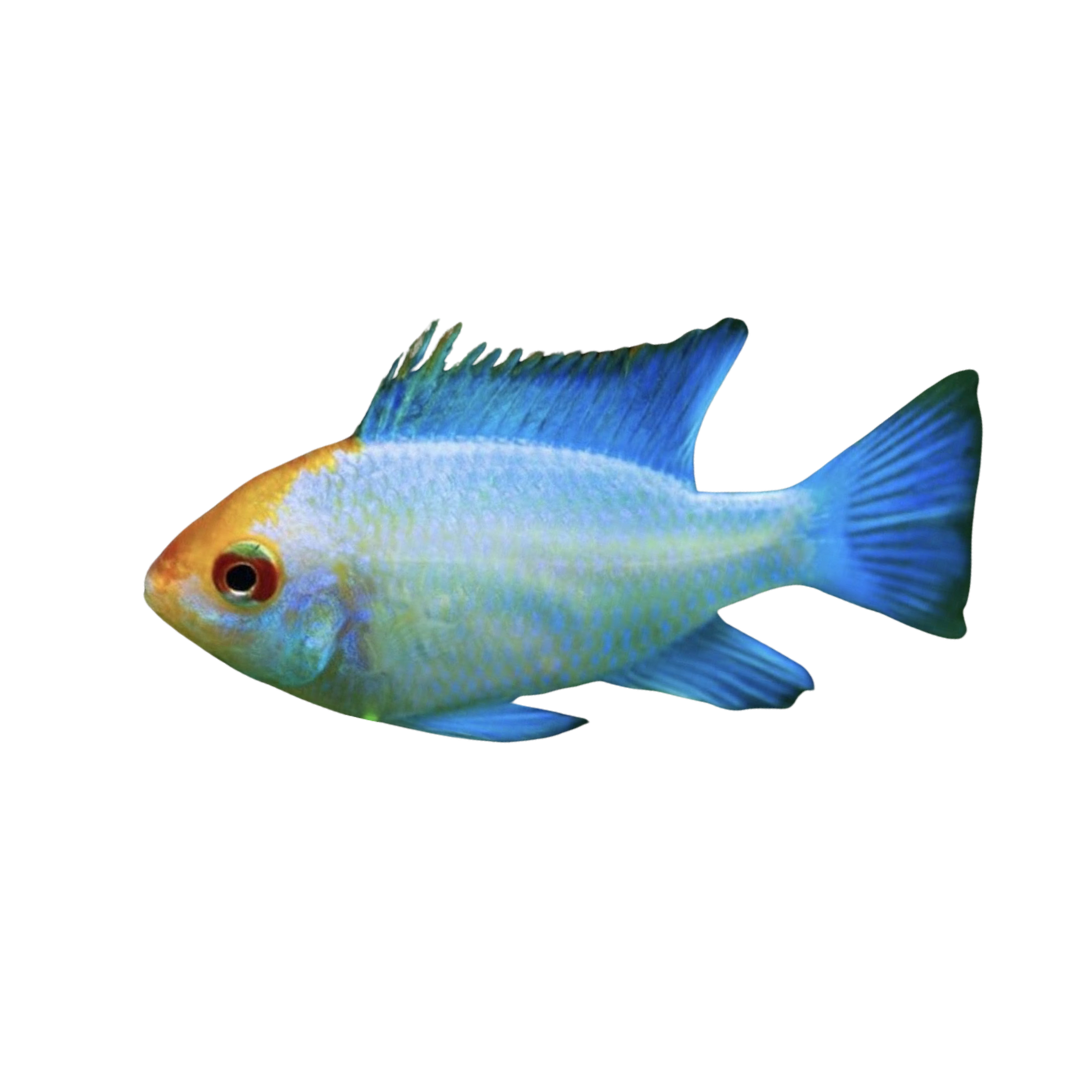 Neon Blue Ram