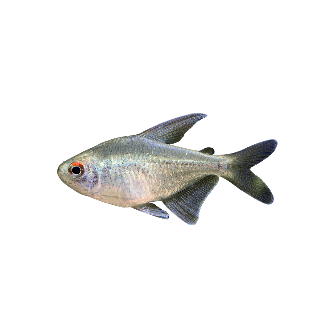 Diamond Tetra