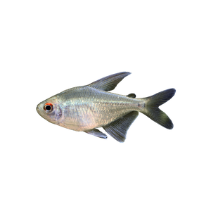 Diamond Tetra