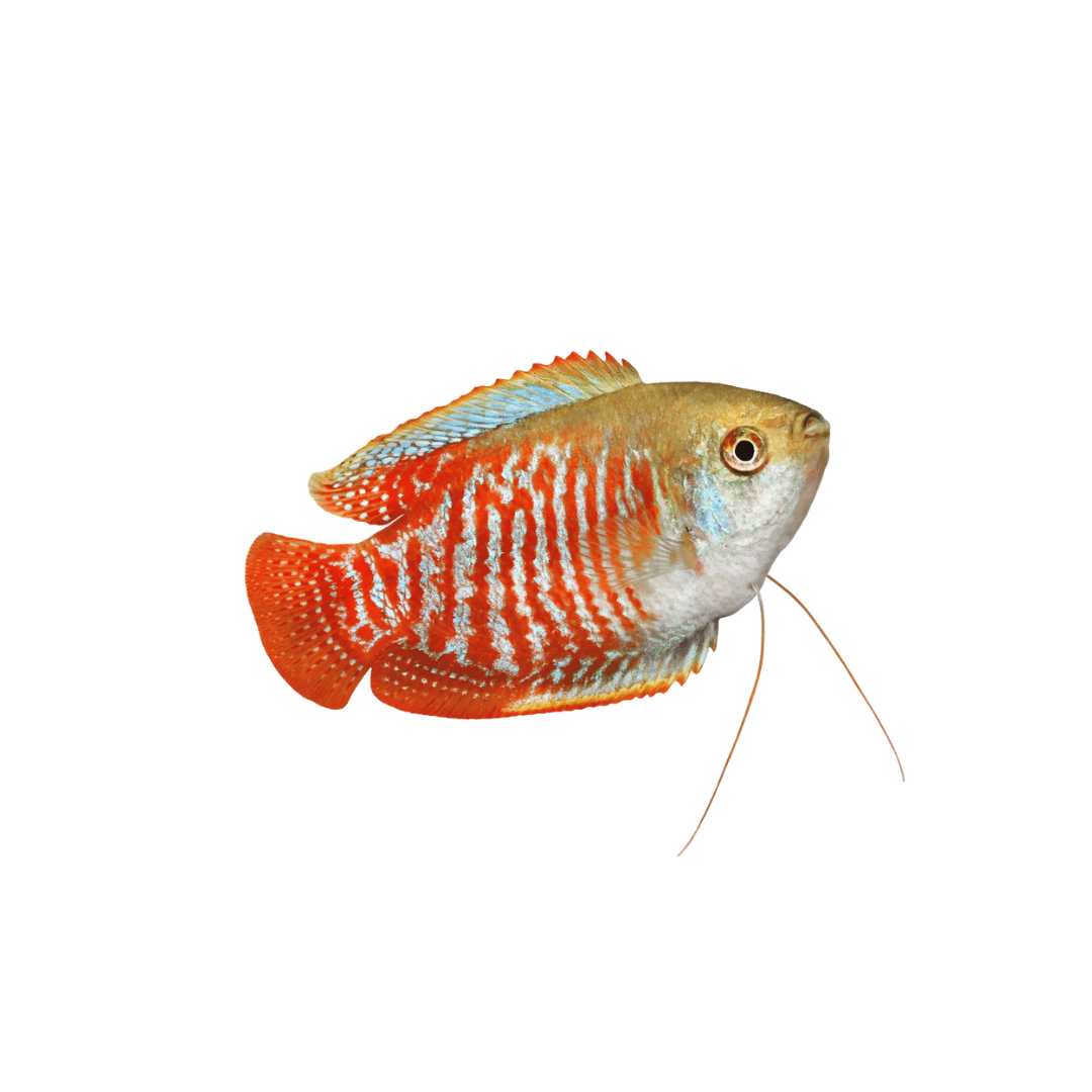 Dwarf Neon Gourami