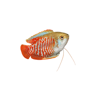 Dwarf Neon Gourami