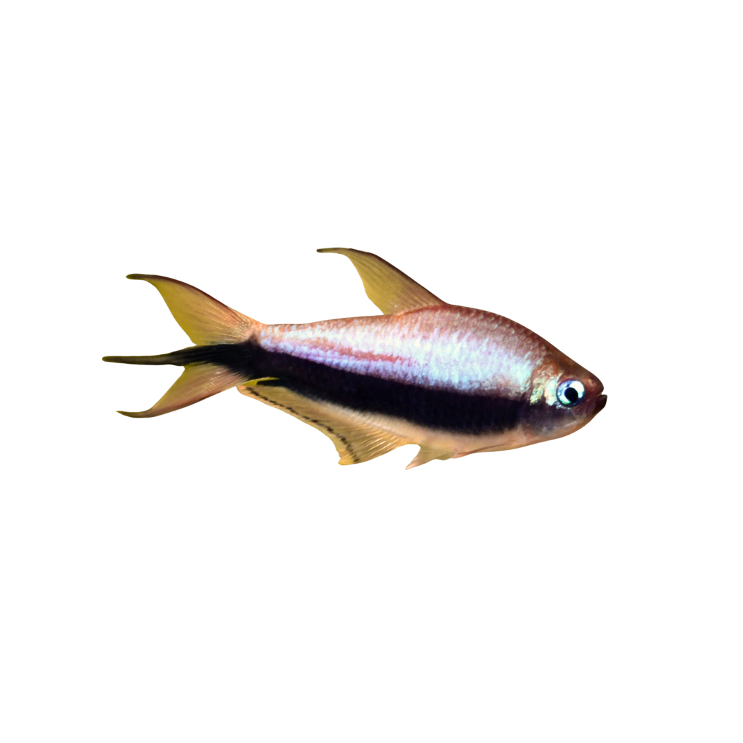 Emperor Tetra