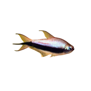 Emperor Tetra