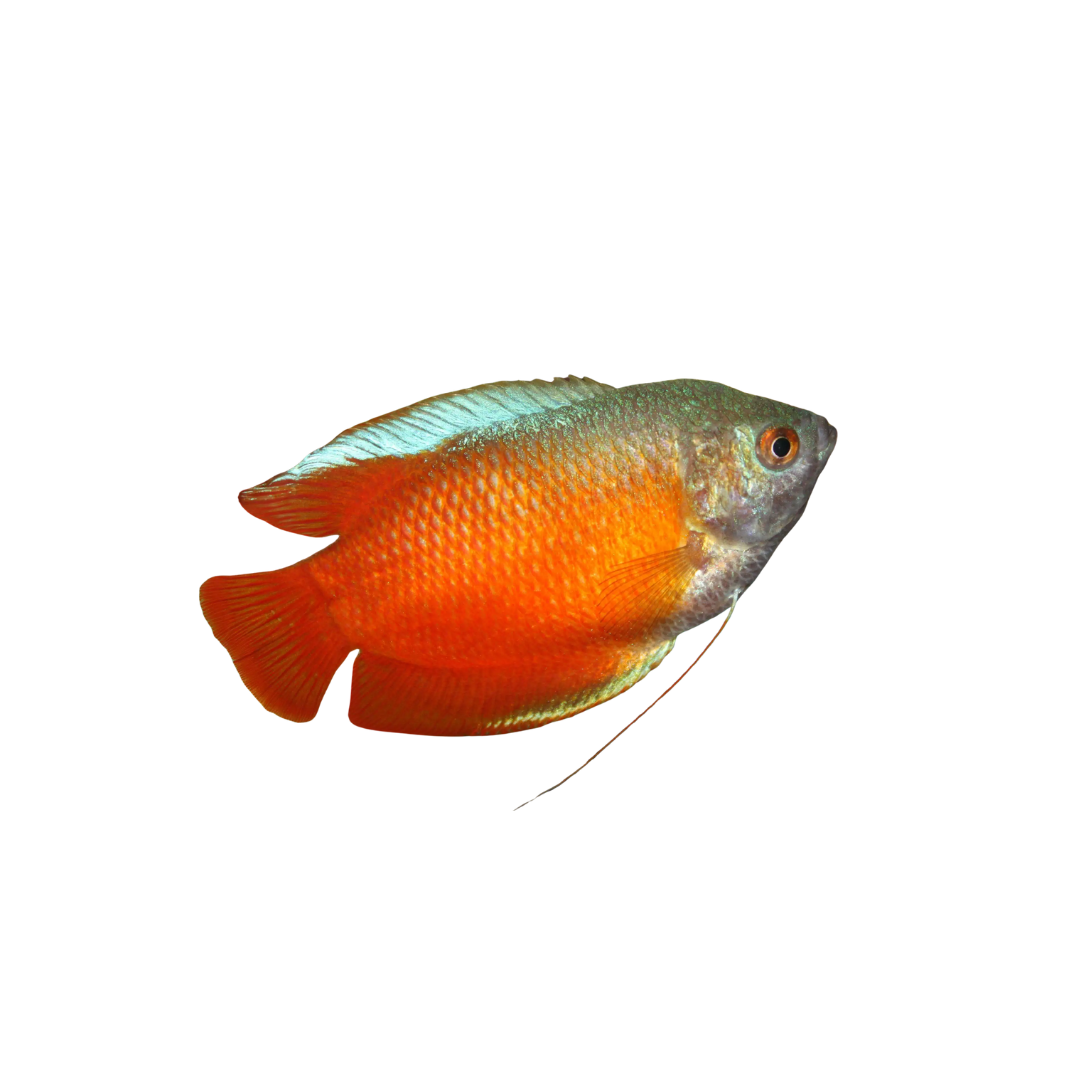 Flame Gourami