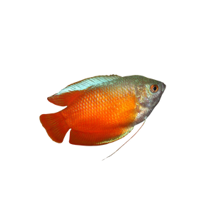Flame Gourami