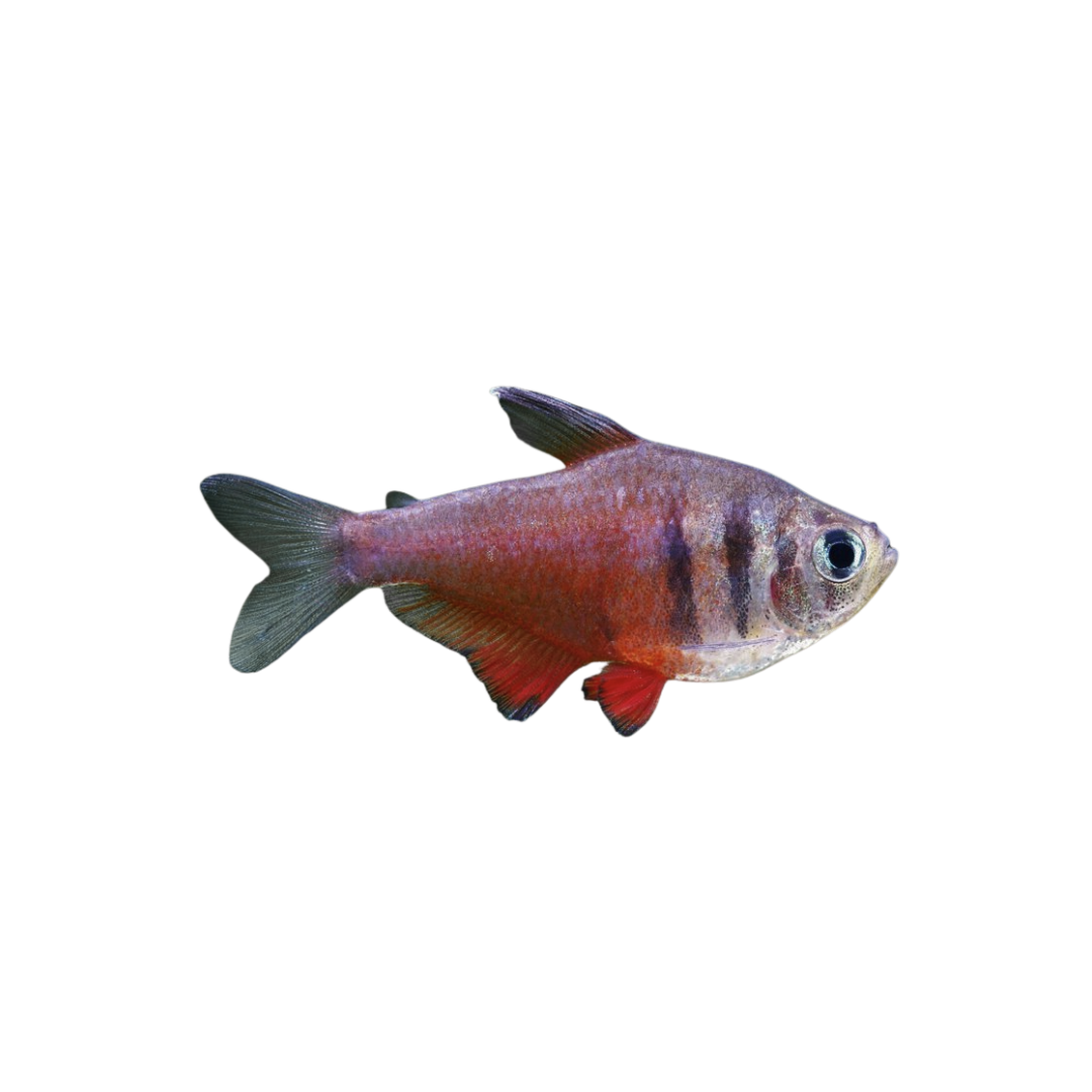 Flame Tetra