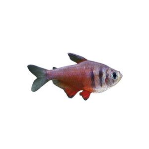 Flame Tetra