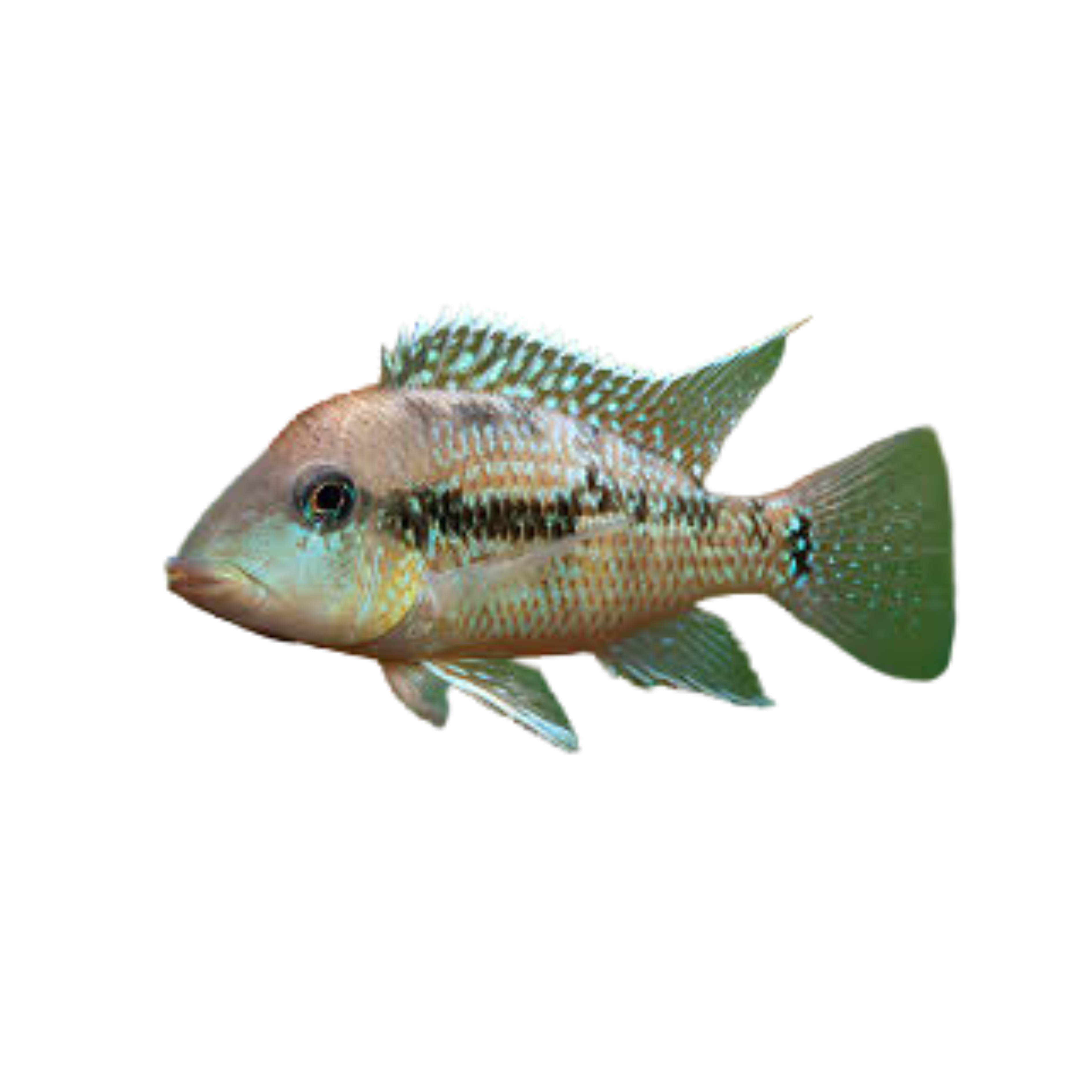 Geophagus gold dust