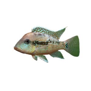 Geophagus gold dust