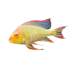 Geophagus tapajos Albino