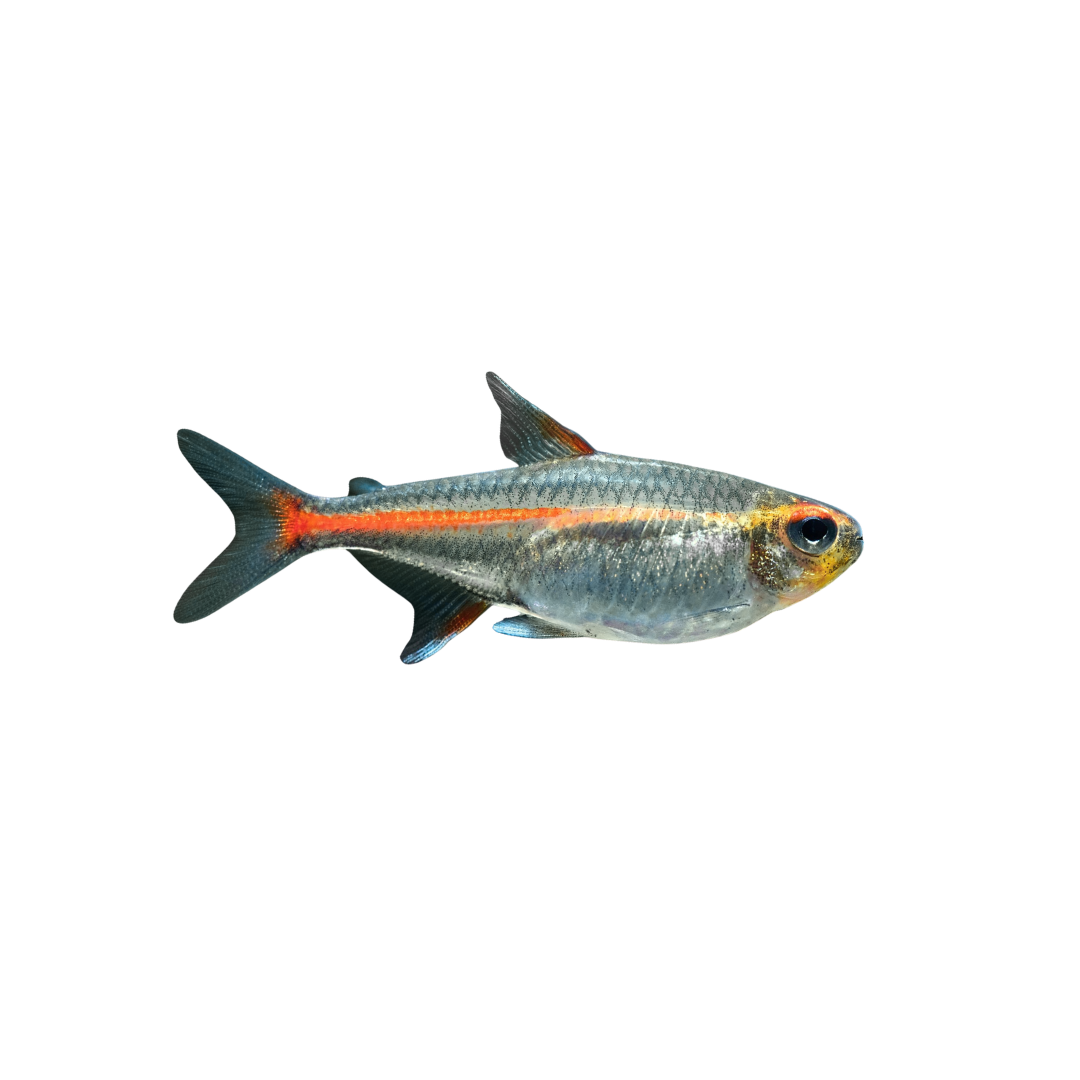 Glowlight Tetra