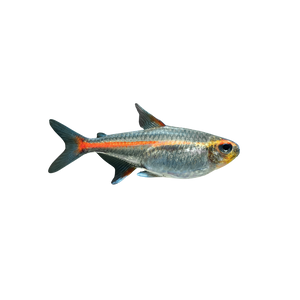 Glowlight Tetra