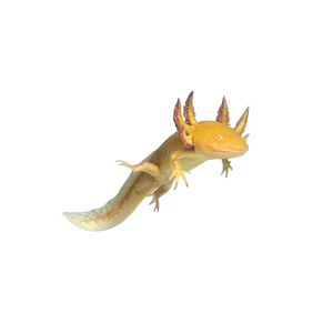 Gold Axolotl