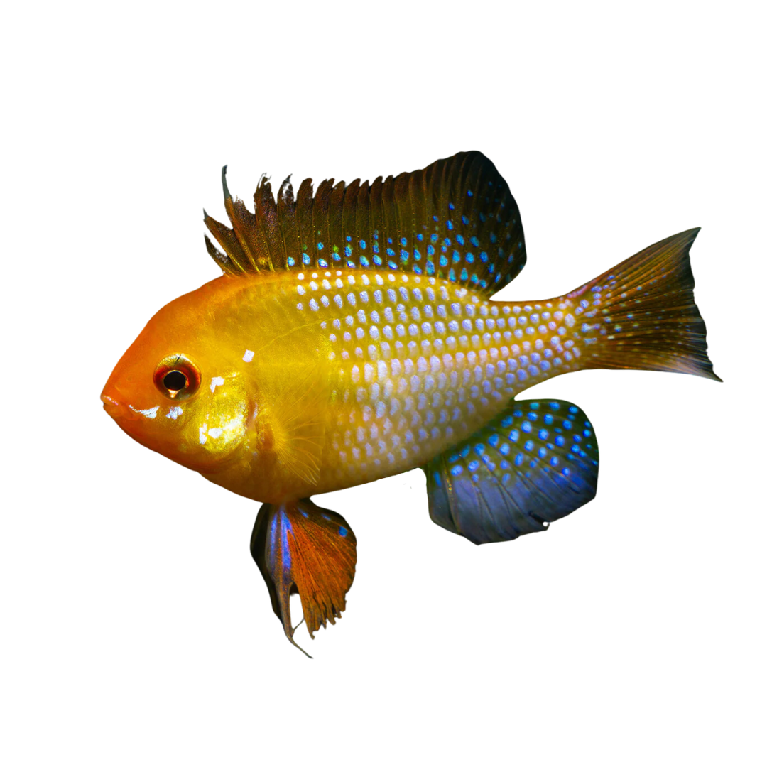 Golden Ram