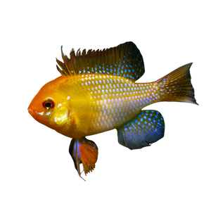 Golden Ram