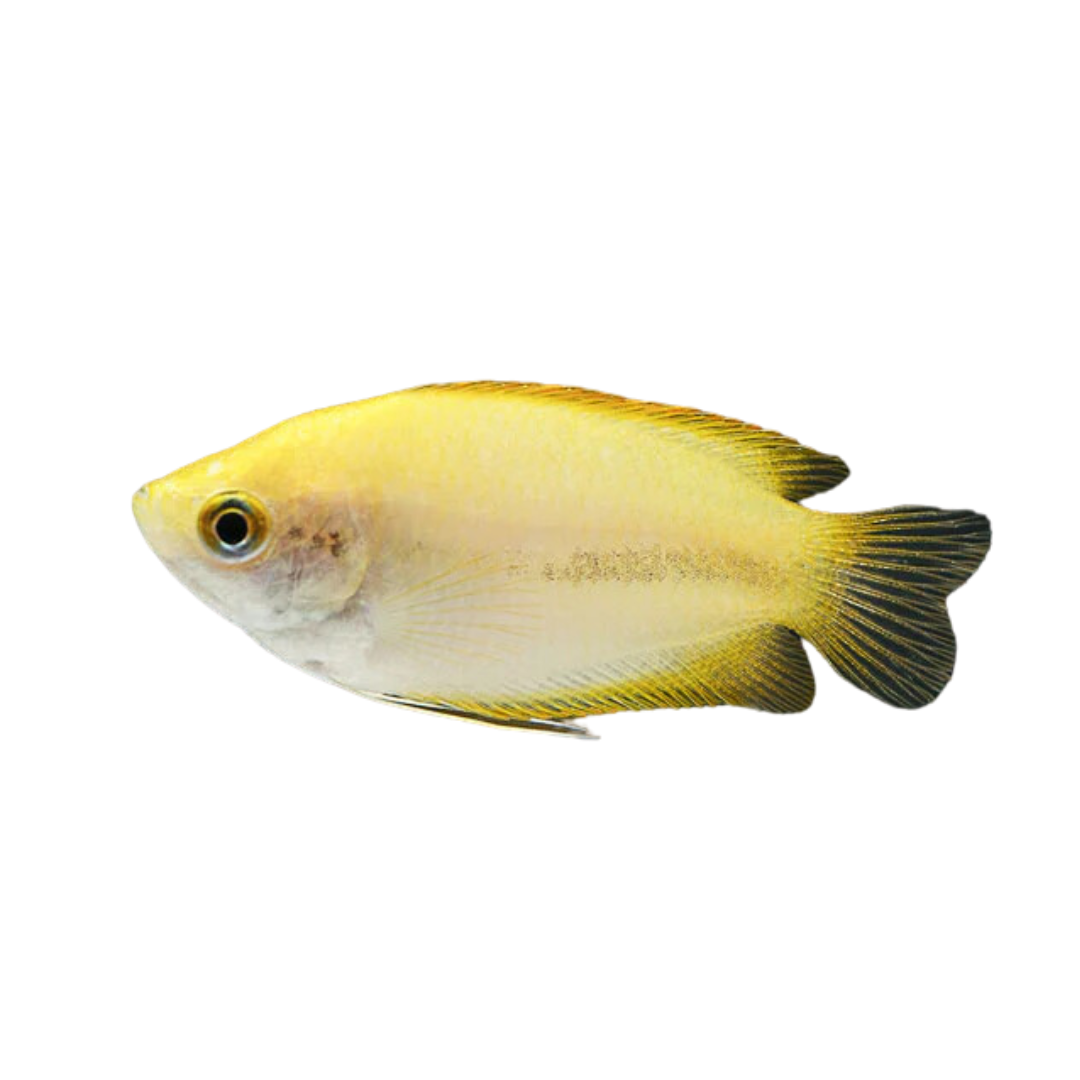 Dwarf Honey Gourami