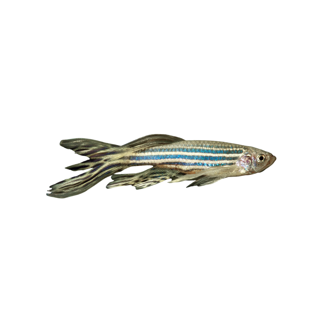 Longfin Zebra Danio