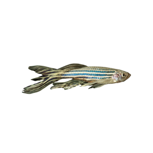 Longfin Zebra Danio