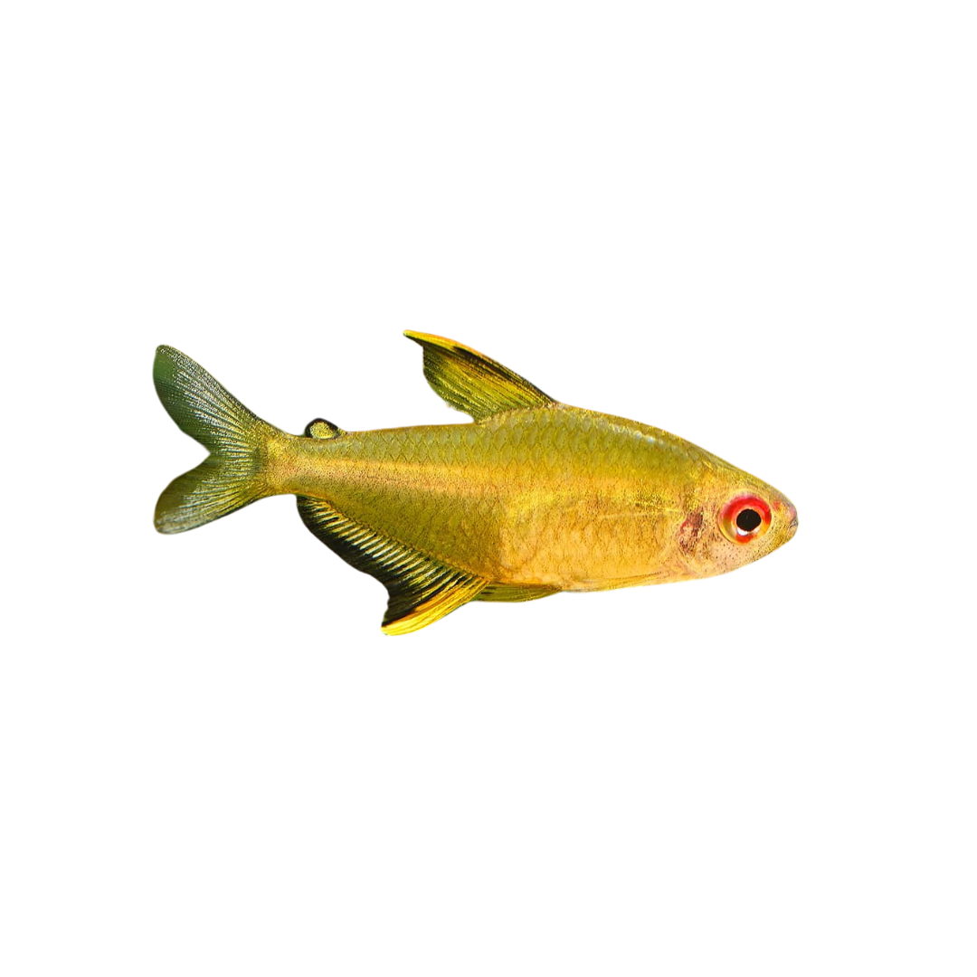 Lemon Tetra