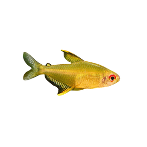 Lemon Tetra