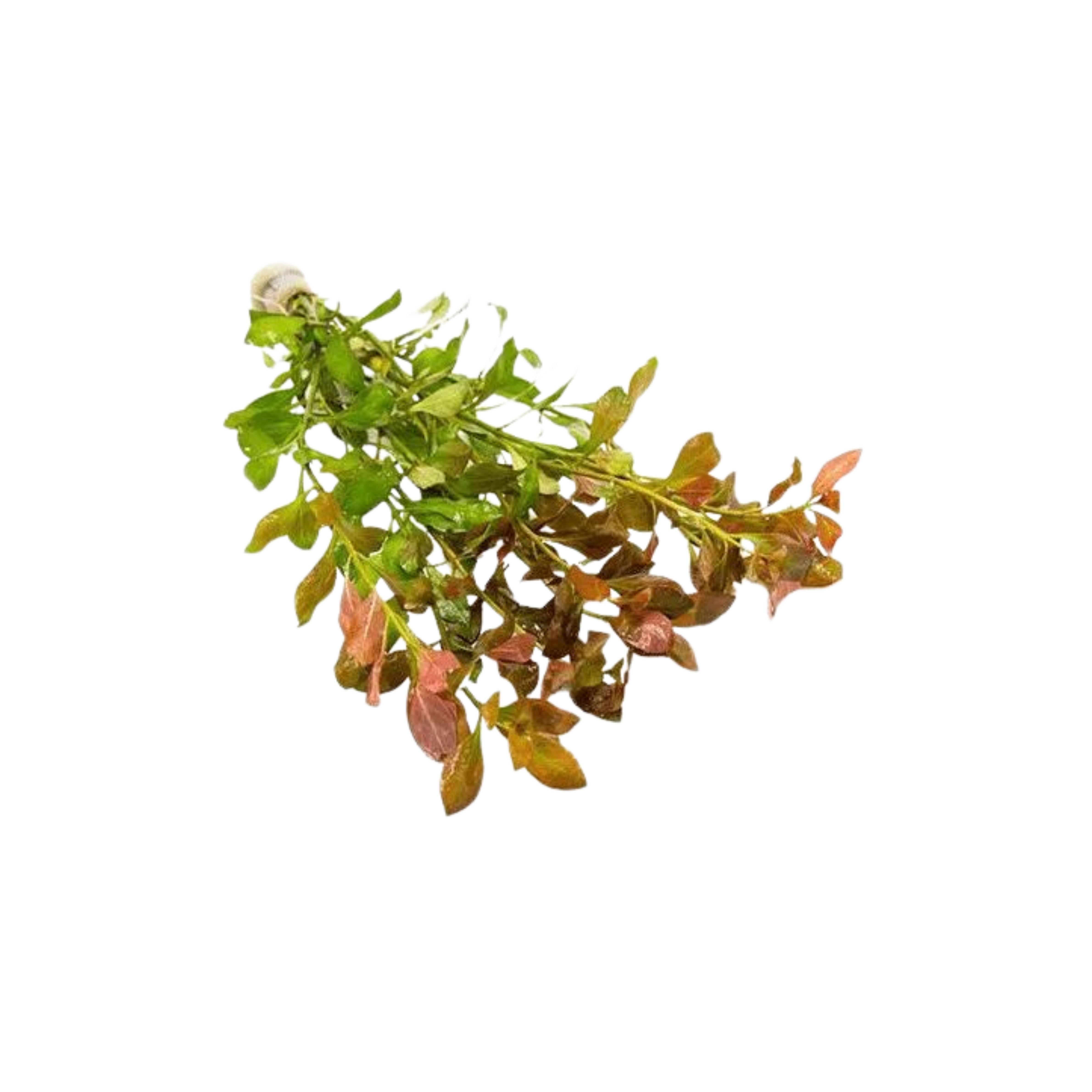Ludwigia repens
