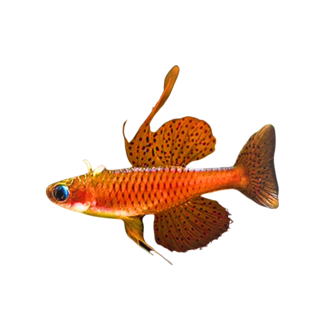 Luminatus Rainbowfish