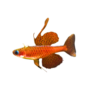 Luminatus Rainbowfish