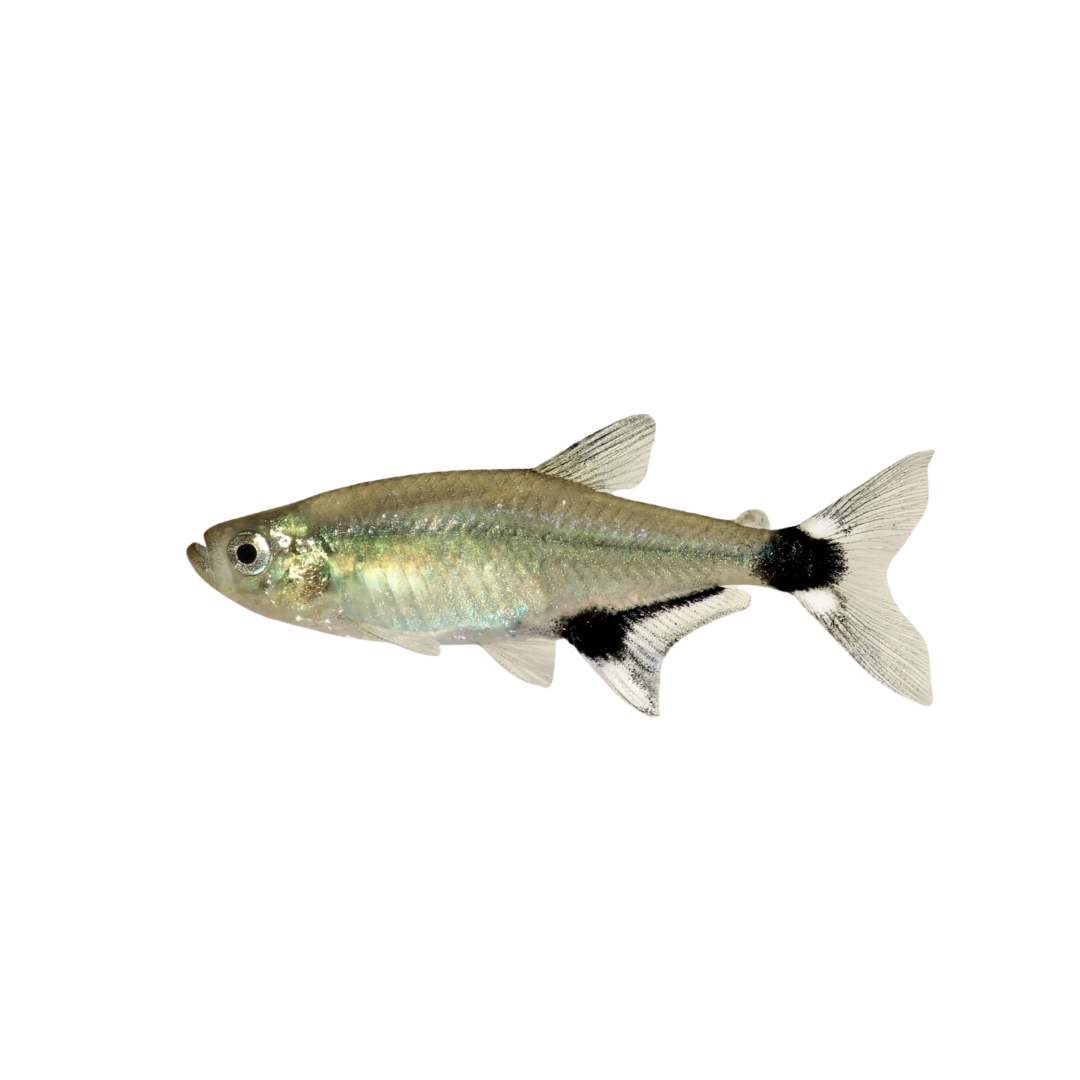 Paraguay Tetra