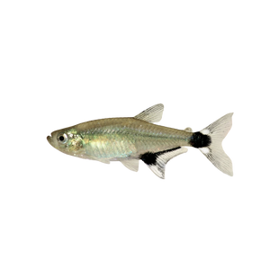 Paraguay Tetra
