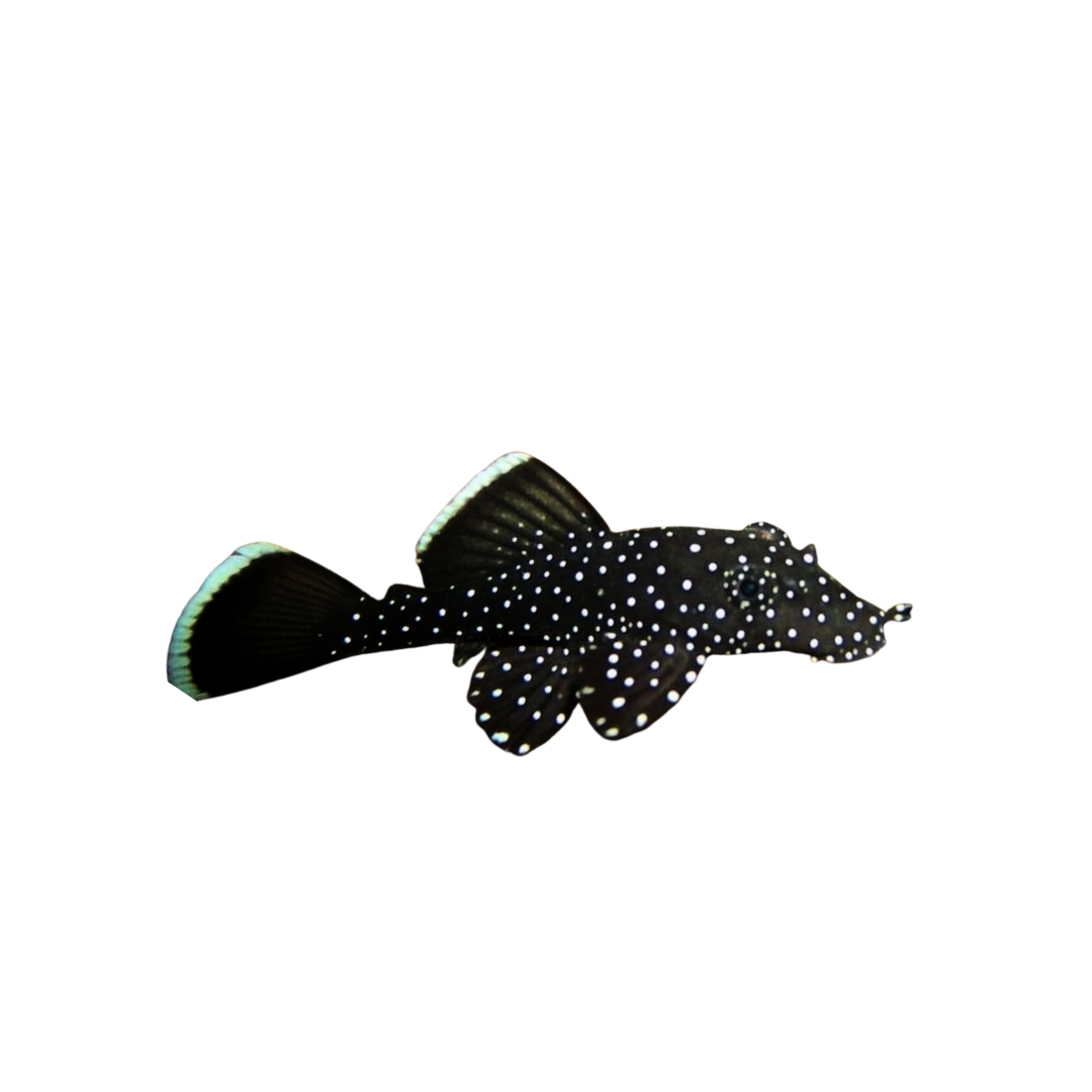 Peppermint Pleco