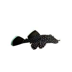 Peppermint Pleco