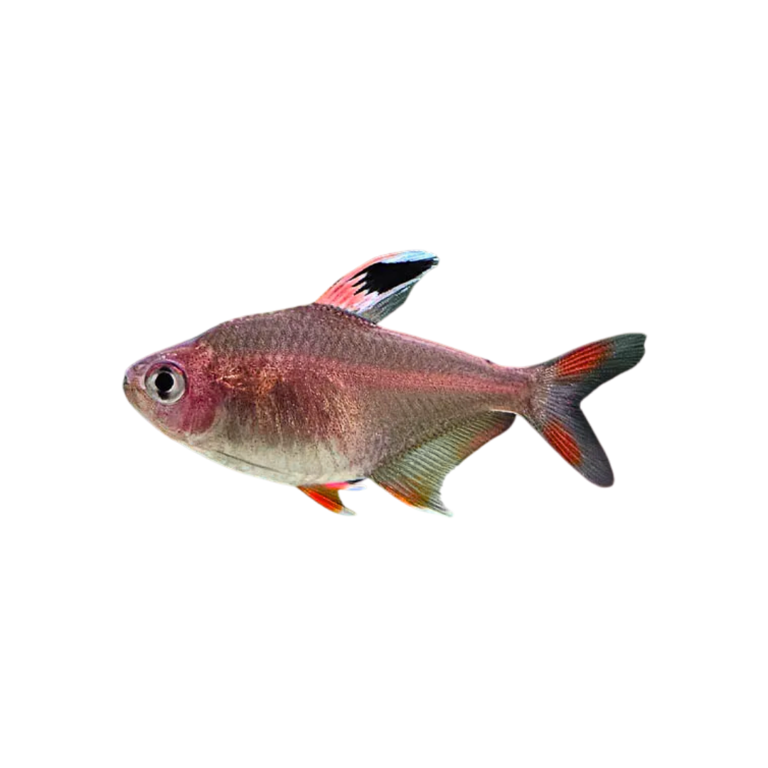 Rosy Tetra