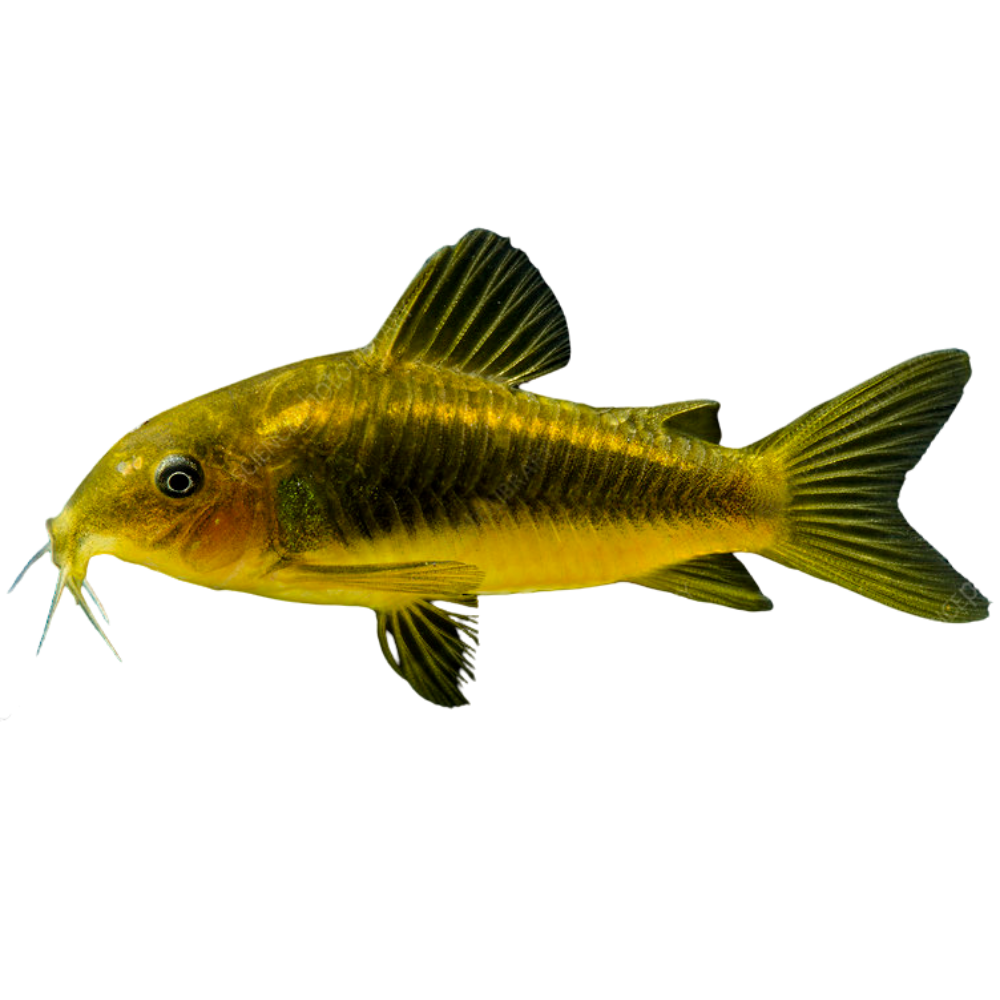 Gold Laser Corydora