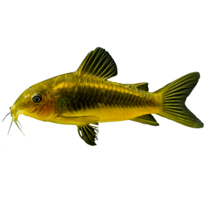Gold Laser Corydora